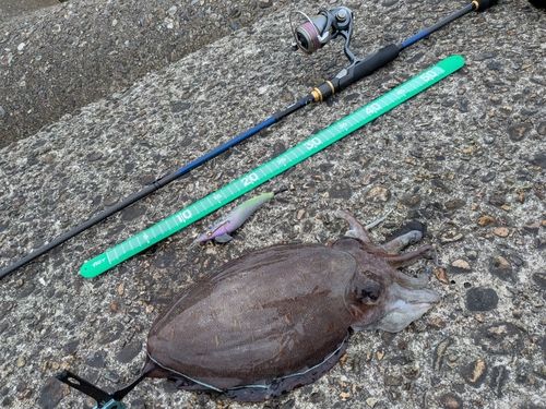 モンゴウイカの釣果