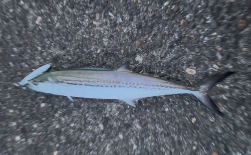 サゴシの釣果
