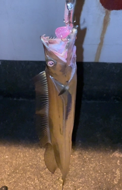 タチウオの釣果