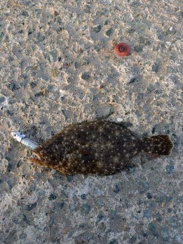ソゲの釣果