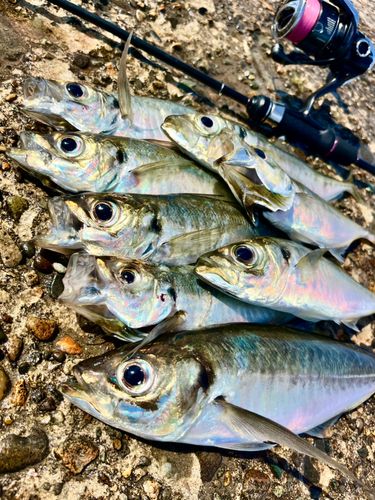 アジの釣果