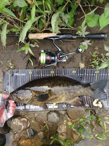 スモールマウスバスの釣果