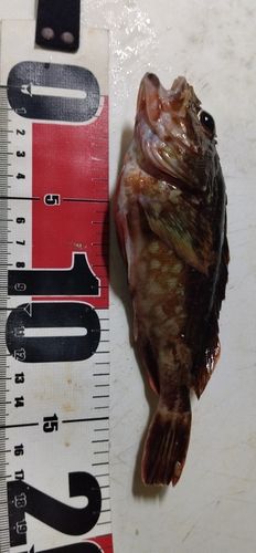ガシラの釣果