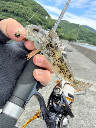 ハゼの釣果