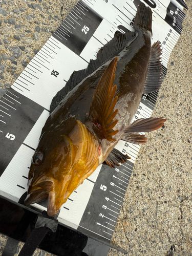 アイナメの釣果