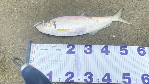 ヒラの釣果