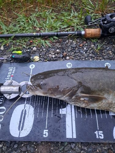 ナマズの釣果