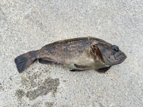 クロソイの釣果
