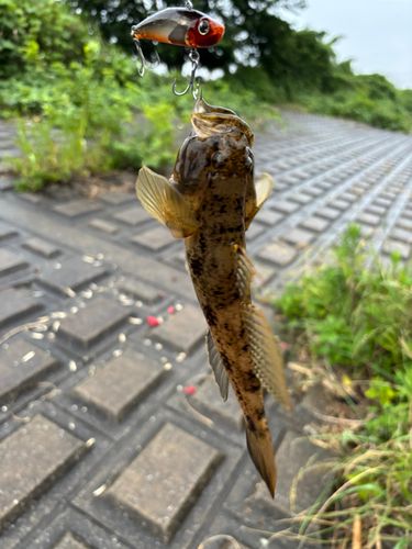 ハゼの釣果