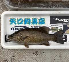 スモールマウスバスの釣果
