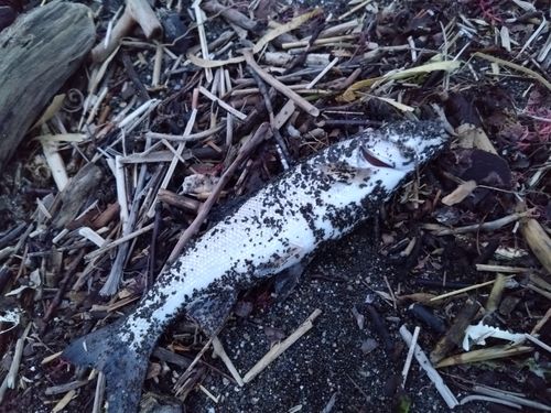 ウグイの釣果