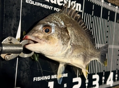 キビレの釣果