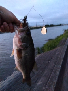 ラージマウスバスの釣果