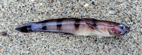 リュウグウハゼの釣果