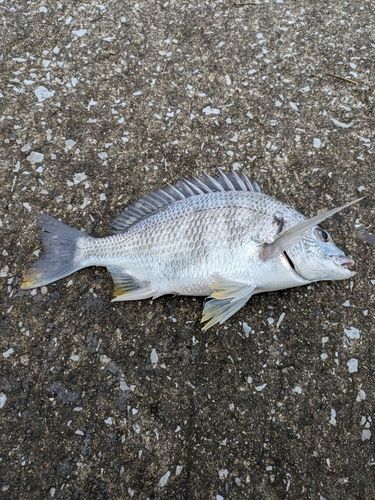 キビレの釣果