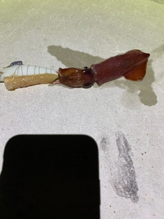 イカの釣果