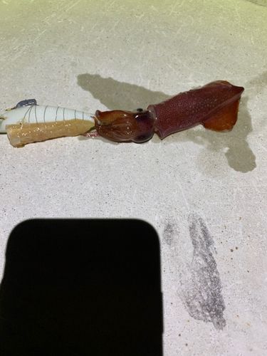 イカの釣果