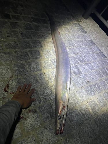 ハモの釣果