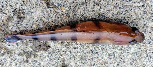 リュウグウハゼの釣果