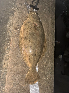ヒラメの釣果