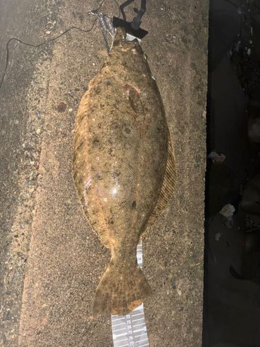 ヒラメの釣果