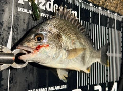 キビレの釣果