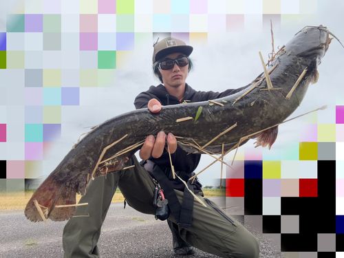 マナマズの釣果