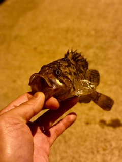 クロソイの釣果