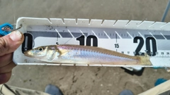 キスの釣果