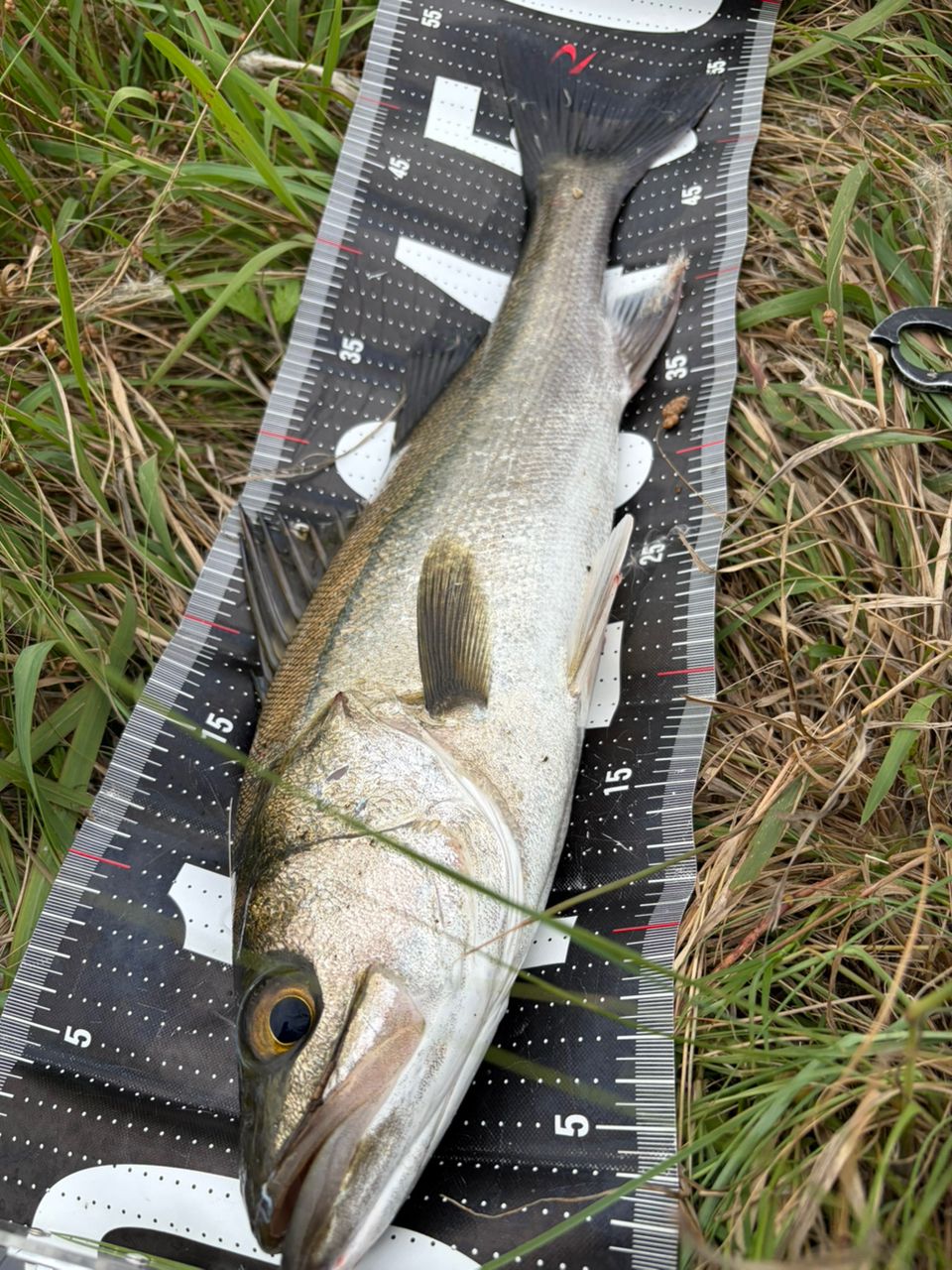 SHIMANO 22エクスセンス ∞ (インフィニティ) S96Mの最安値・インプレ SHIMANO 22エクスセンス ∞ (インフィニティ) S96Mの最安値・インプレ