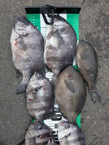 イシダイの釣果