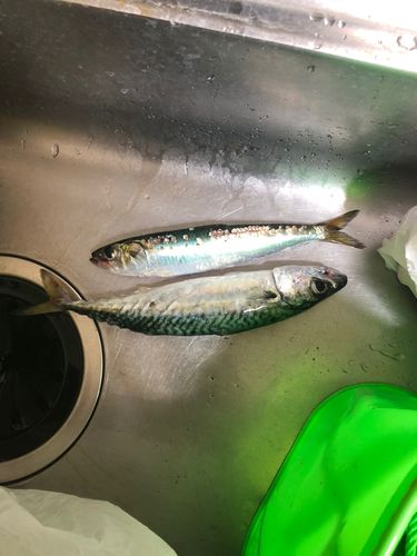 サバの釣果
