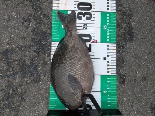 メジナの釣果