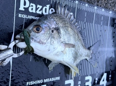 キビレの釣果