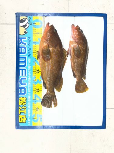 キジハタの釣果