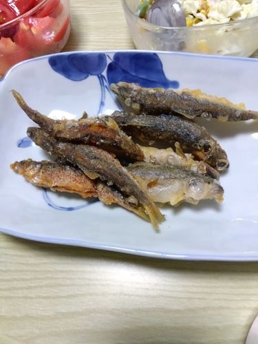 コアユの釣果