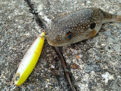 クサフグの釣果