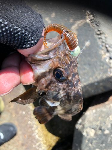 クロソイの釣果