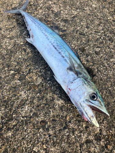 サゴシの釣果