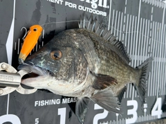 チヌの釣果