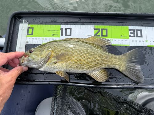 スモールマウスバスの釣果
