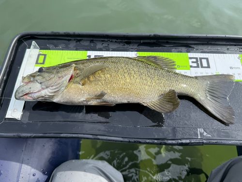 スモールマウスバスの釣果