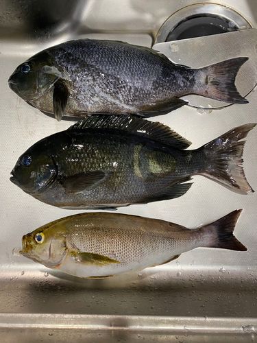 イサキの釣果