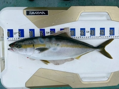 ハマチの釣果