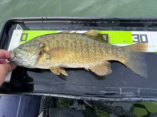 スモールマウスバスの釣果
