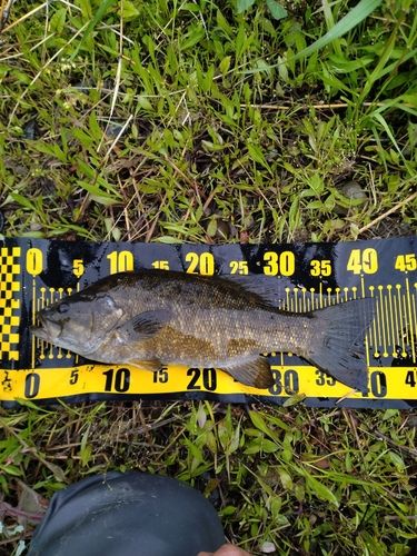 スモールマウスバスの釣果
