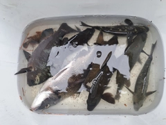 メジナの釣果