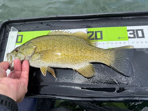 スモールマウスバスの釣果