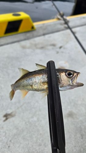 ムツの釣果