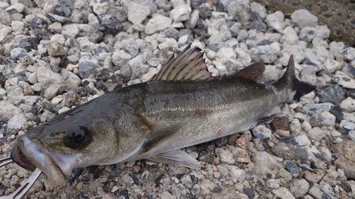 フッコ（ヒラスズキ）の釣果